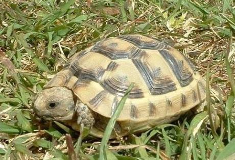 une mignonne tortue de terre domestique