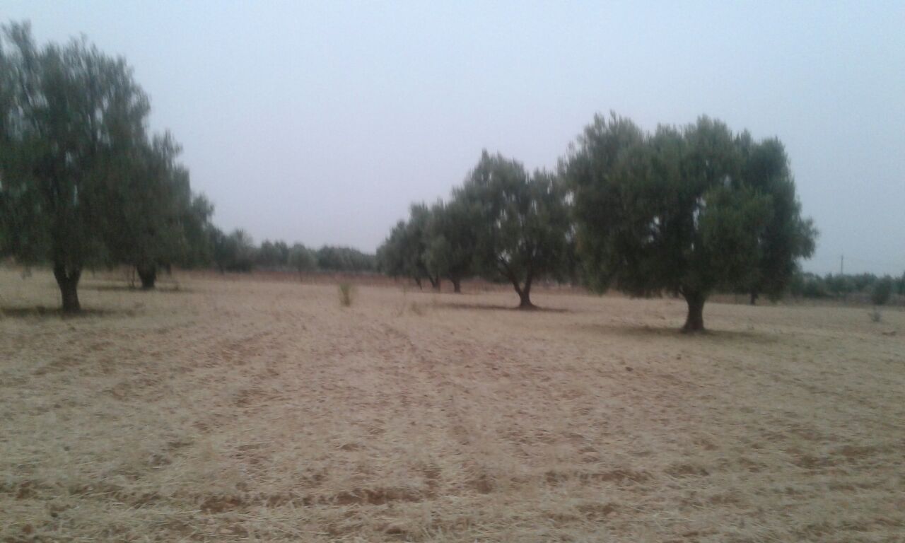 terrain au région d'Essaouira