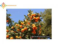 Expert en arbres fruitiers