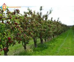 Expert en arbres fruitiers