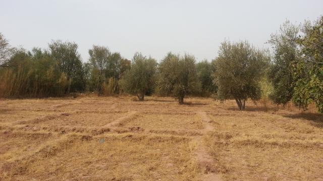 Terrain 1150 m2 à Marrakech Route de Fès