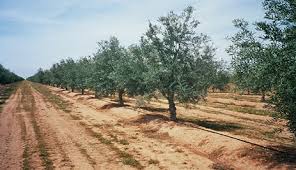 Suivi Technique Agricole à OUEZZANE