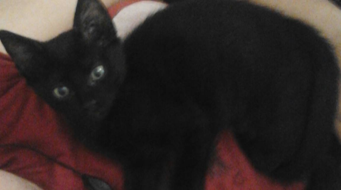 Un adorable Chaton Noir