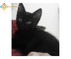 Un adorable Chaton Noir