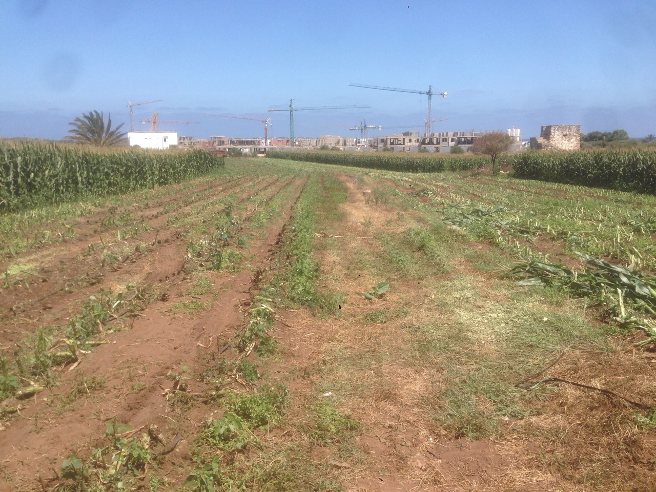 en face mere vente terrain 2ha au bord de la route sidi rahhal