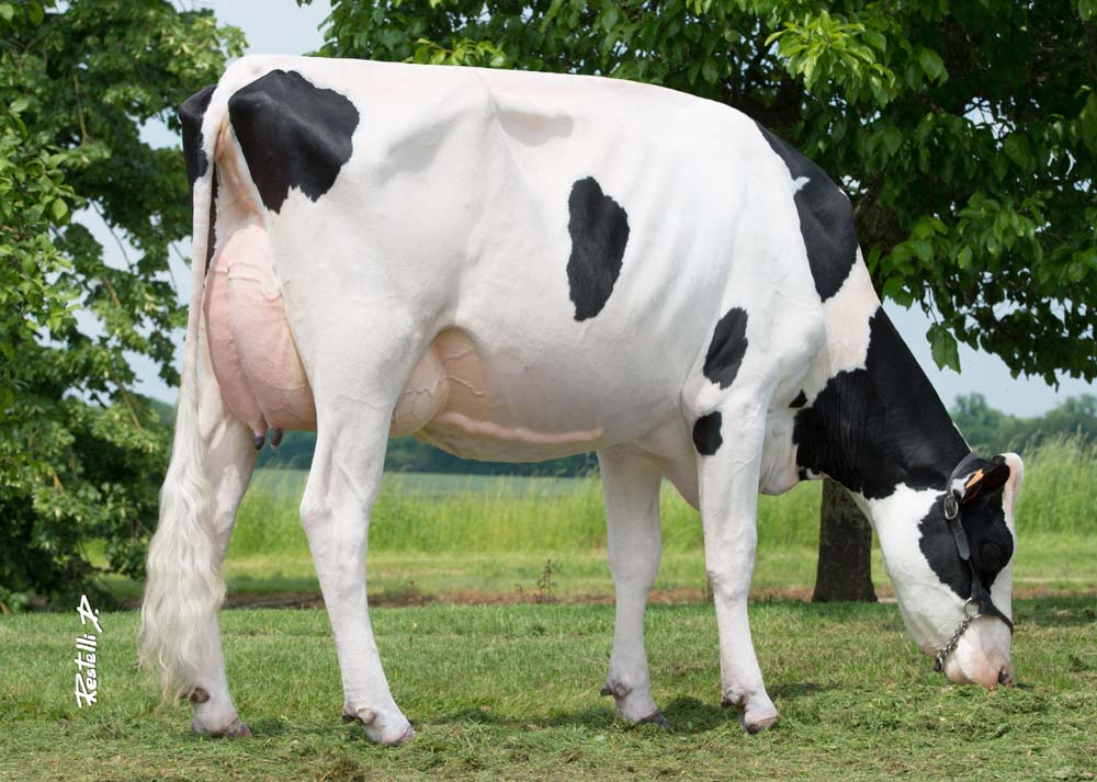 les vaches laitres holsteines