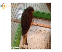 2 Canari Timbrado Et Malenoi Avec 2 Cage