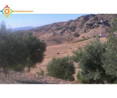 Terrain a cote de fes