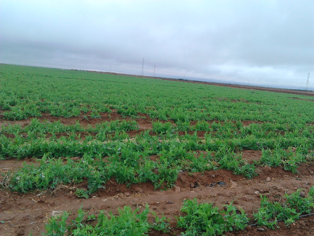 Ferme 18 ha à 27 km de Chichaoua