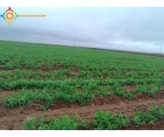 Ferme 18 ha à 27 km de Chichaoua