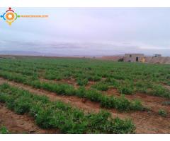 Ferme 18 ha à 27 km de Chichaoua