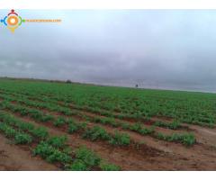 Ferme 18 ha à 27 km de Chichaoua