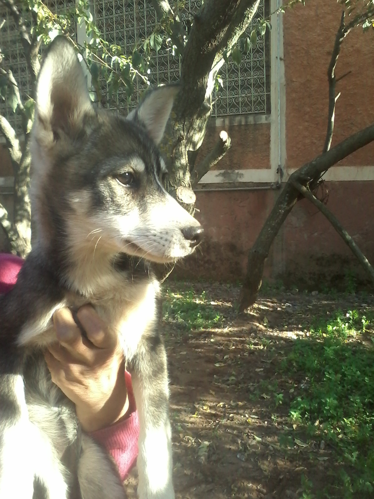 Chiots à adopter