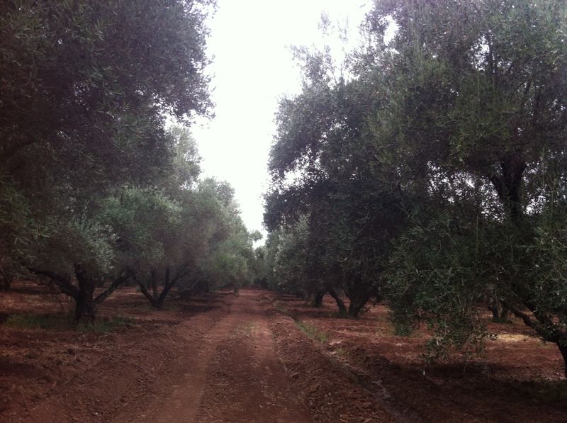 Terrain titré à vendre de 8,70 hectares