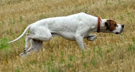 Chien de chasse