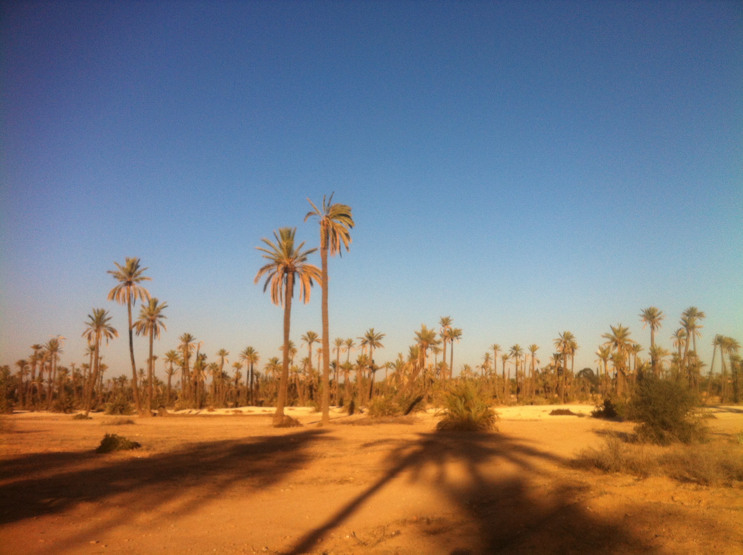 terrain 1ha 100m² palmeraie à Marrakech