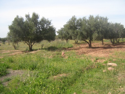 Terrain de 25000 m2 à chouiter