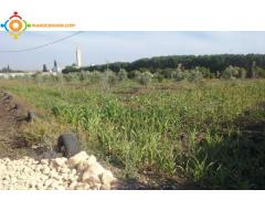 Terrain 4500 m² sur Mediouna