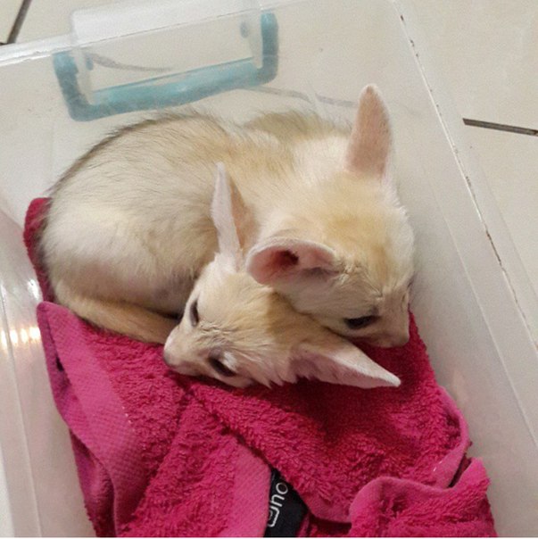 deux bebes fennec disponibles