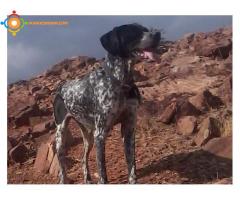 chien de chasse pointter