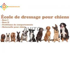 Dresseur pro de chien