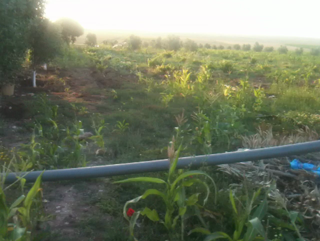 FERME à WLAD FRAJ EL JADIDA